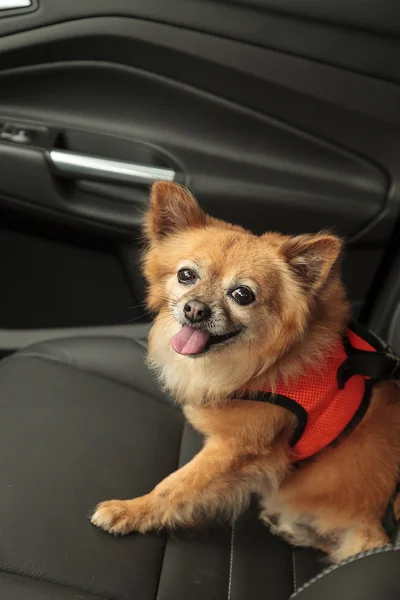 Pomorskim i Chihuahua mix pies idzie na przejażdżkę w samochodzie. — Zdjęcie stockowe