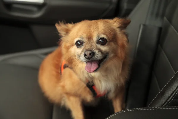 Pomeranian ve Chihuahua köpek arabada gezmeye gider karışımı.