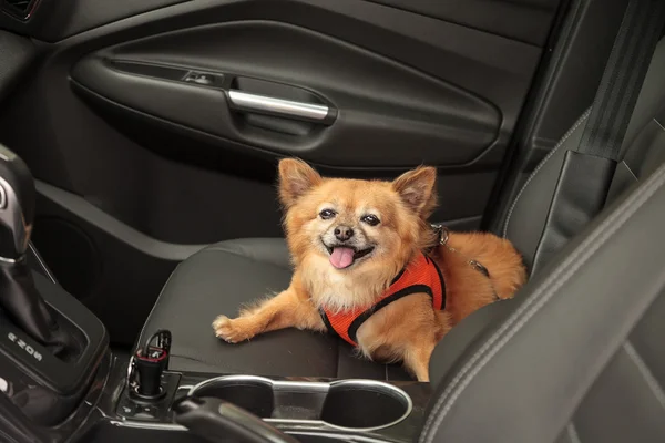 Pomeranian ve Chihuahua köpek arabada gezmeye gider karışımı.