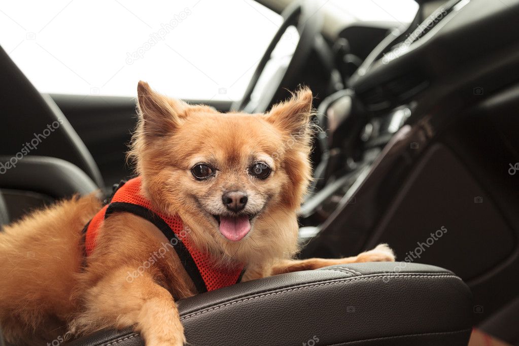 Pomeranian and Chihuahua mix dog goes for a ride in the car.