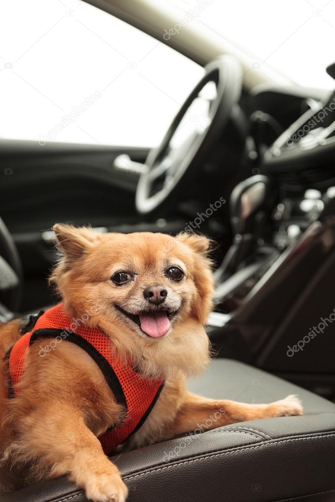 Pomeranian and Chihuahua mix dog goes for a ride in the car.