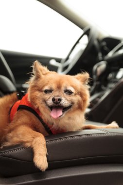 Pomeranian ve Chihuahua köpek arabada gezmeye gider karışımı.