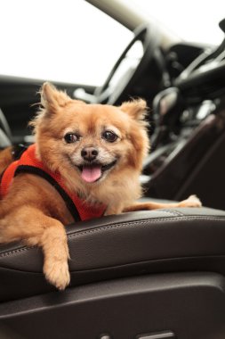 Pomeranian ve Chihuahua köpek arabada gezmeye gider karışımı.