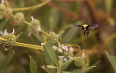 Siyah ve sarı Western Bumble bee Bombus occidentalis