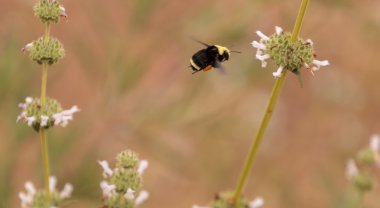 Siyah ve sarı Western Bumble bee Bombus occidentalis