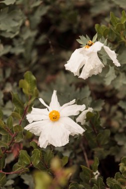 Büyük beyaz Matilija Poppy leylak çiçeği