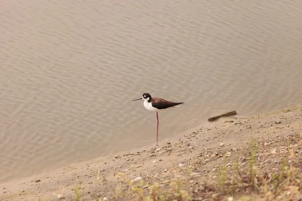 블랙 센 수상, Himantopus mexicanus, 해안 조류 — 스톡 사진