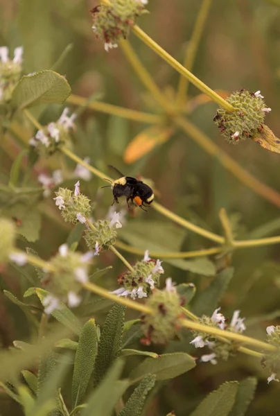 Black and yellow Western Bumble bee Bombus occidentalis — Stock Photo, Image