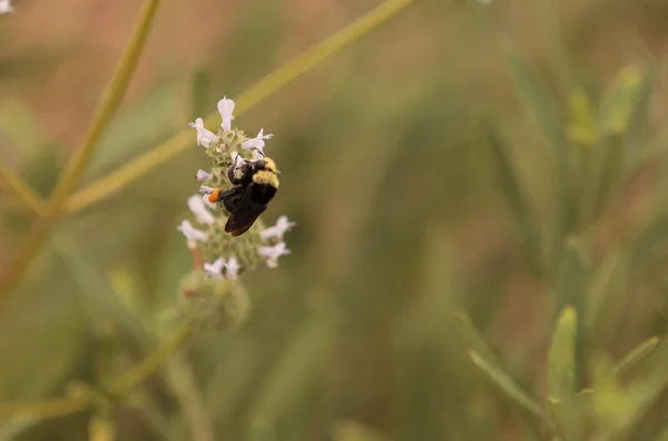 Black and yellow Western Bumble bee Bombus occidentalis — Stock Photo, Image