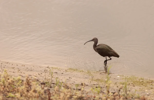 Ibis blanc, Plegadis chihi — Photo