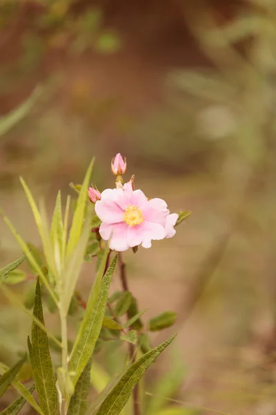 Wilde Rosenblüte — Stockfoto