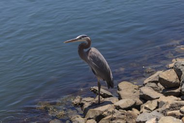 Büyük mavi balıkçıl kuş, Ardea herodias