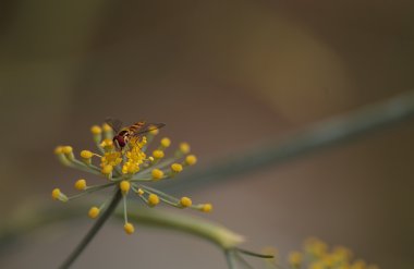 Küçük altın ve kahverengi hoverfly Sphaerophoria philanthus 