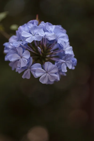 Blauwe bloemen van Petrea volubilis — Stockfoto