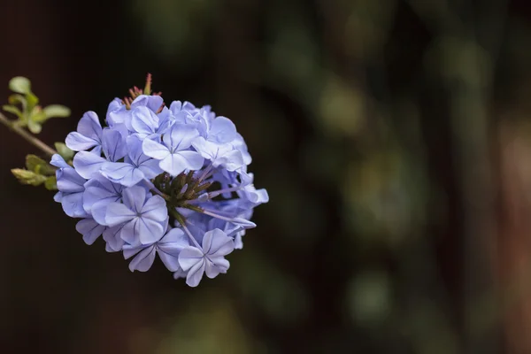 Petrea volubilis mavi çiçekler — Stok fotoğraf