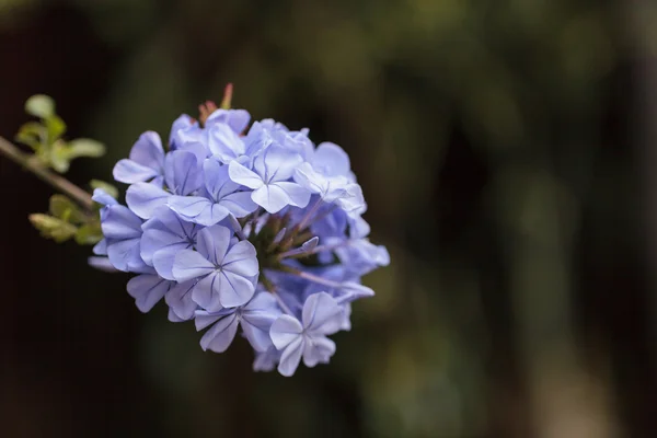 Fiori azzurri di Petrea volubilis — Foto Stock