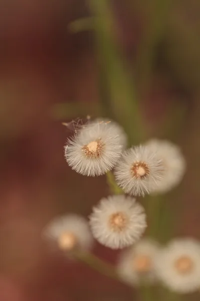 Znatelnými semena Canada horseweed Conyza canadensis — Stock fotografie