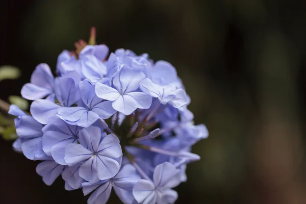 Blå blommor av Petrea volubilis — Stockfoto