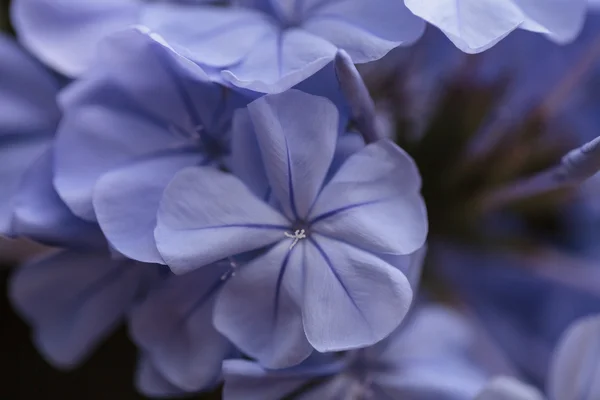 Сині квіти Petrea volubilis — стокове фото