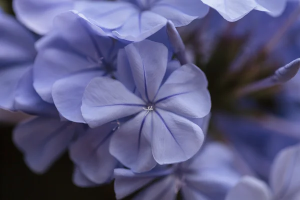 Сині квіти Petrea volubilis — стокове фото