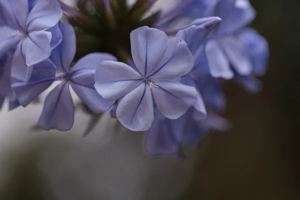 Сині квіти Petrea volubilis — стокове фото