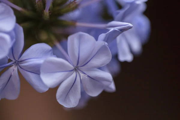 Сині квіти Petrea volubilis — стокове фото