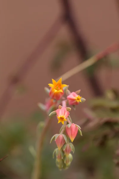 Oranžový květ sukulentní Echeveria derenbergii — Stock fotografie