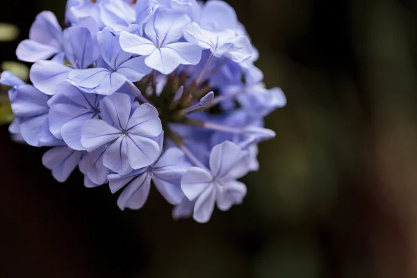 Petrea volubilis mavi çiçekler — Stok fotoğraf