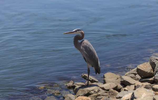 Grande pássaro garça azul, Ardea herodias — Fotografia de Stock