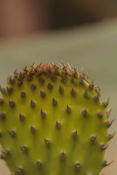 Prickly pear cactus, Opuntia, pad — Stock Photo, Image