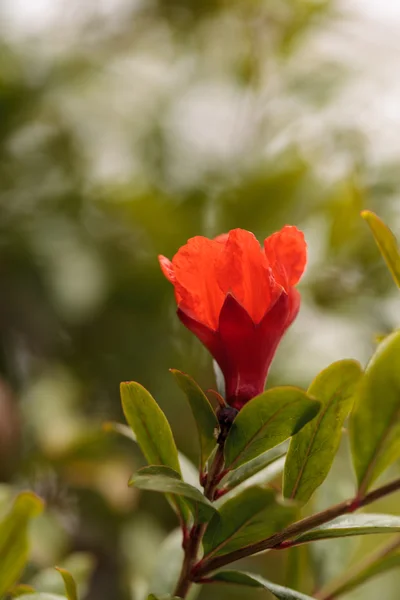 Granatapfelbaum, punica granatum, Blumen — Stockfoto