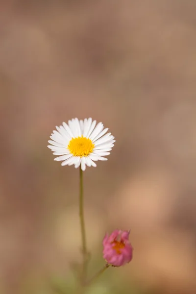 Winziger weißer Gänseblümchen-Präriefloh erigeron strigosus — Stockfoto