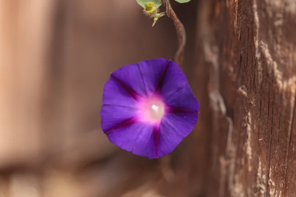 Purpurea Ipomoea λουλούδι μωβ δόξα πρωινού — Φωτογραφία Αρχείου