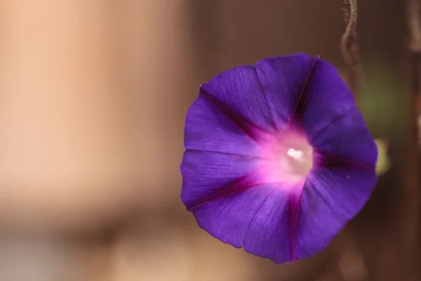 Пурпурный цветок утренней славы Ipomoea purpurea — стоковое фото