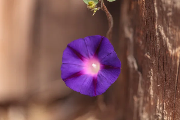 Purple flor glória manhã Ipomoea purpurea — Fotografia de Stock