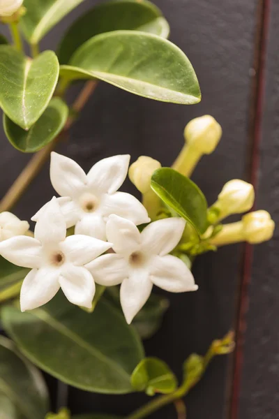Stefanotis biały kwiat — Zdjęcie stockowe