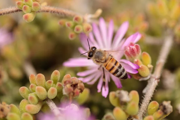 Včely medonosné Apis mellifera shromažďuje nektar — Stock fotografie