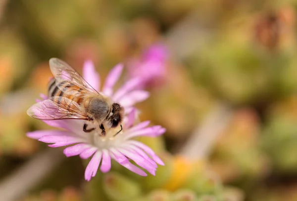 Apis mellifera 꿀벌 꿀 수집 — 스톡 사진