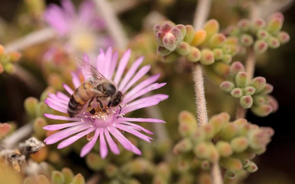 Збирає mellifera API для бджоли нектар — стокове фото