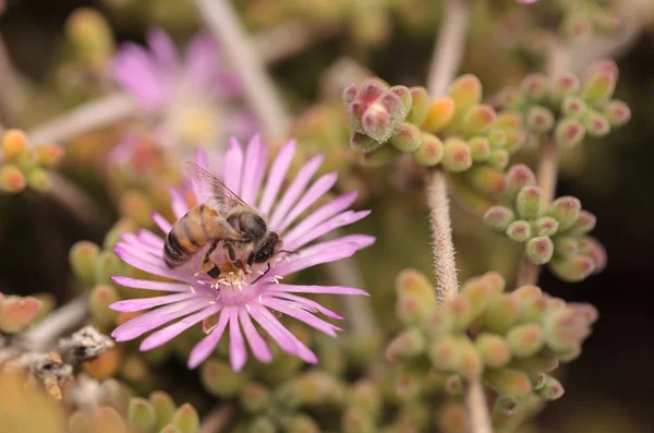 Abelha Apis mellifera reúne néctar — Fotografia de Stock