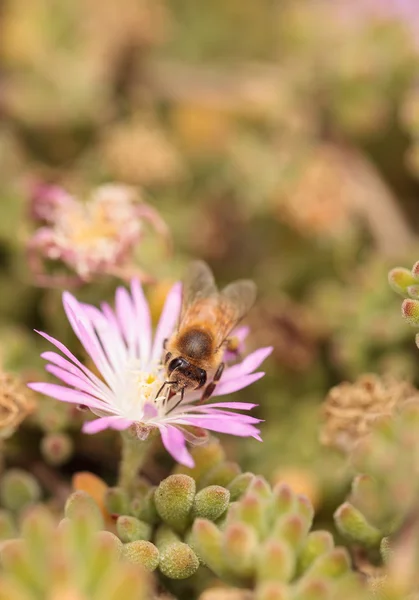 Abelha Apis mellifera reúne néctar — Fotografia de Stock