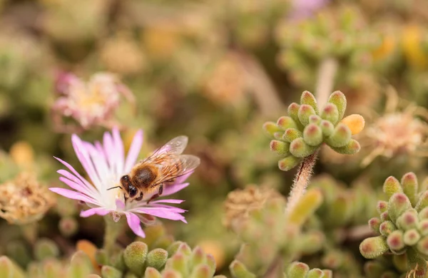 A méhek Apis mellifera gyűjt nektár — Stock Fotó