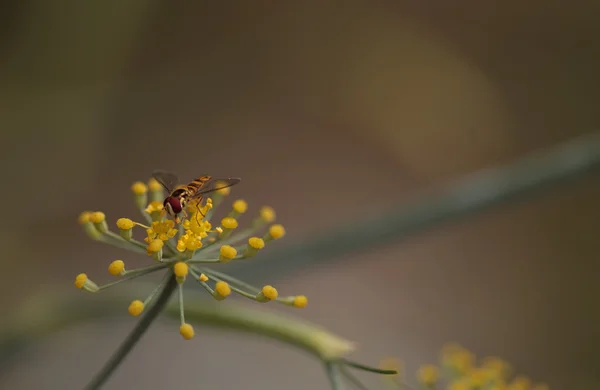 Tiny gold and brown hoverfly Sphaerophoria philanthus — Stock Photo, Image