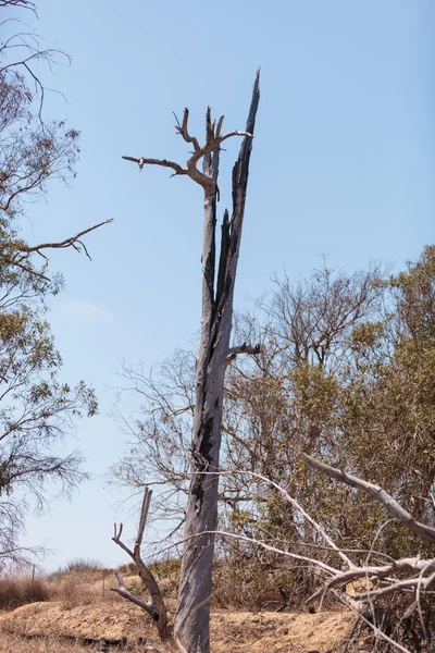 Дерево спалили блискавка — стокове фото
