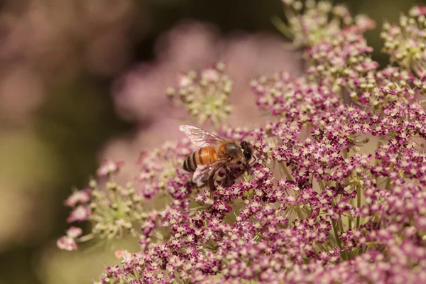 A méhek Apis mellifera gyűjti pollen — Stock Fotó