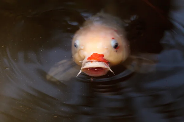 Koi hal, Cyprinus carpio haematopterus — Stock Fotó