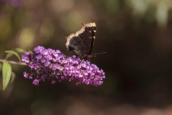 Manteau de deuil papillon, Nymphalis antiopa — Photo