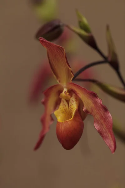 Bayan Terlik Orkide çiçek Paphiopedilum kütükler — Stok fotoğraf