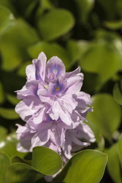Água Hyacinth Eichhornia crassipes — Fotografia de Stock
