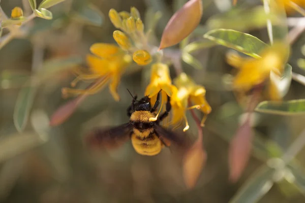 Preto e amarelo Western Bumble abelha Bombus occidentalis — Fotografia de Stock